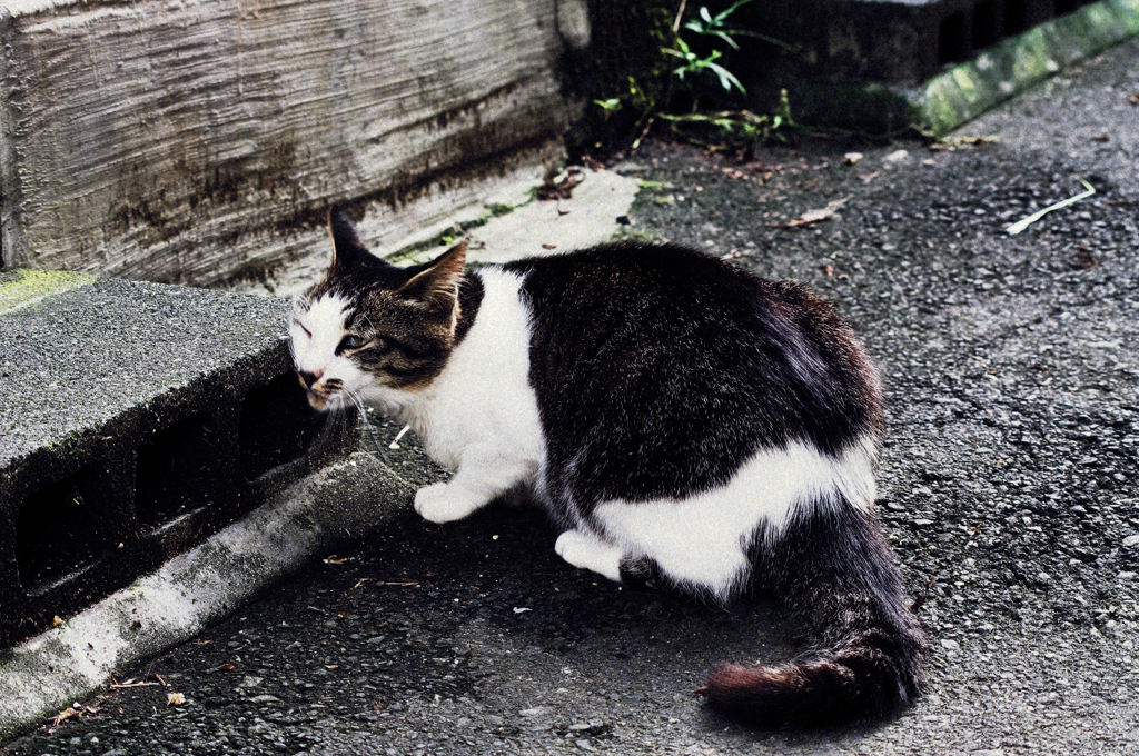 猫撮り散歩561