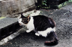 猫撮り散歩561