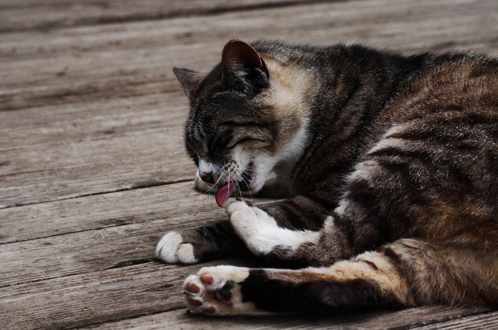 猫撮り散歩SZS-12 "Garden cats of One day"