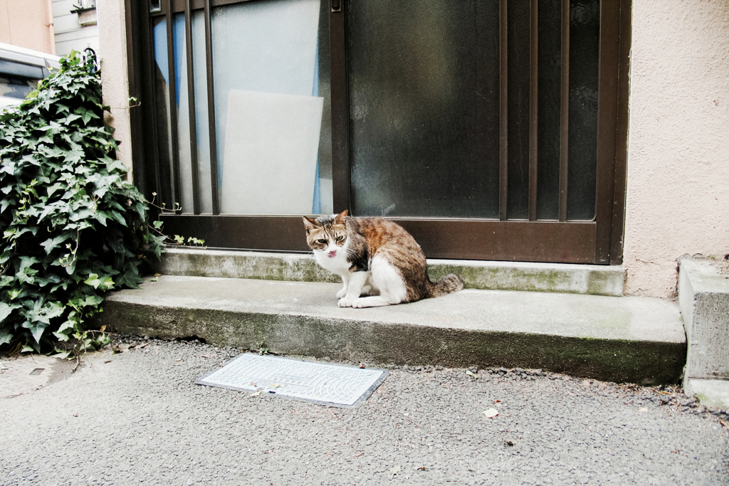 猫撮り散歩1819