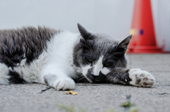 猫撮り散歩402