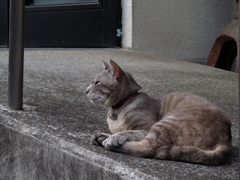 猫撮り散歩107