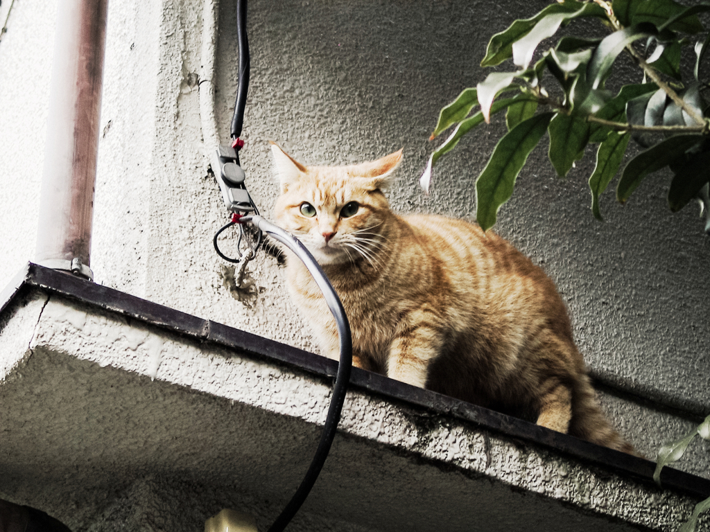 猫撮り散歩811