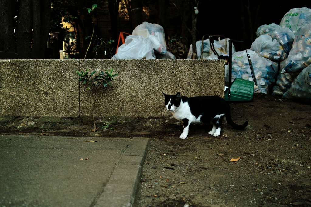 猫撮り散歩1808