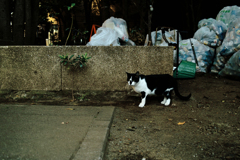 猫撮り散歩1808
