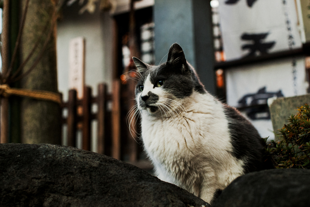 猫撮り散歩2404