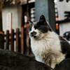 猫撮り散歩2404