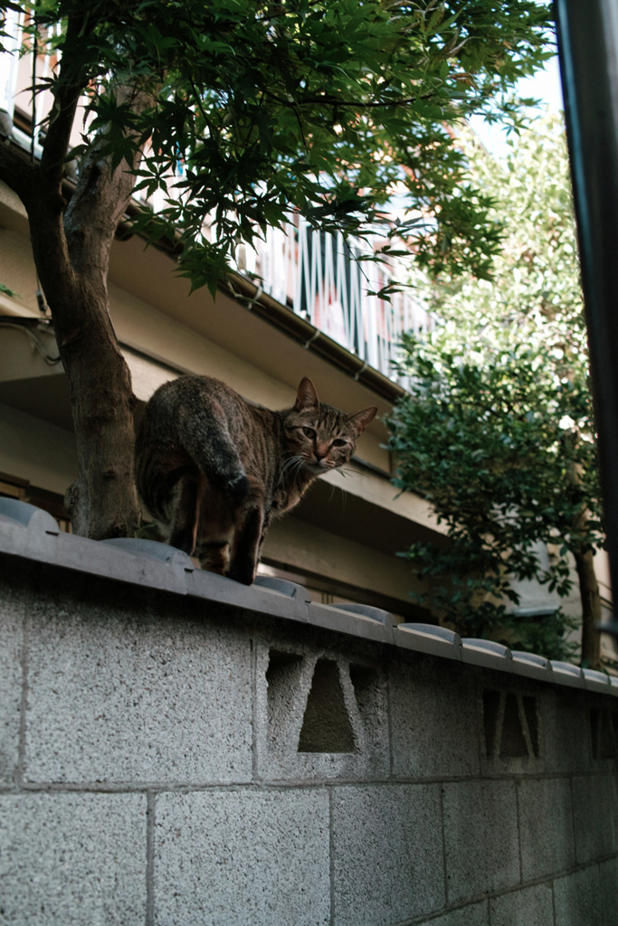猫撮り散歩1897