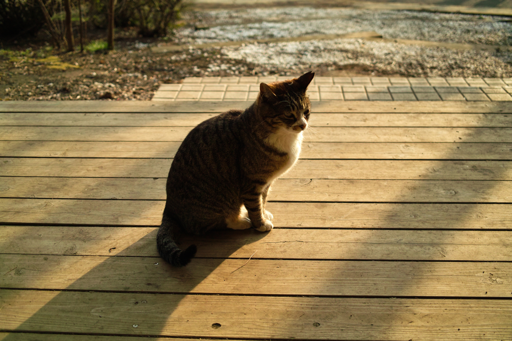 猫撮り散歩484