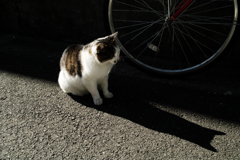 猫撮り散歩1485