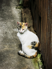 猫撮り散歩1871