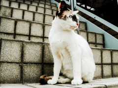 猫撮り散歩1970