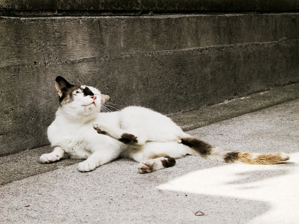 猫撮り散歩1500