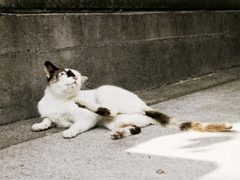 猫撮り散歩1500
