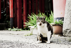 猫撮り散歩1243