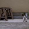 サバトラ白猫