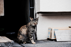 猫撮り散歩1274