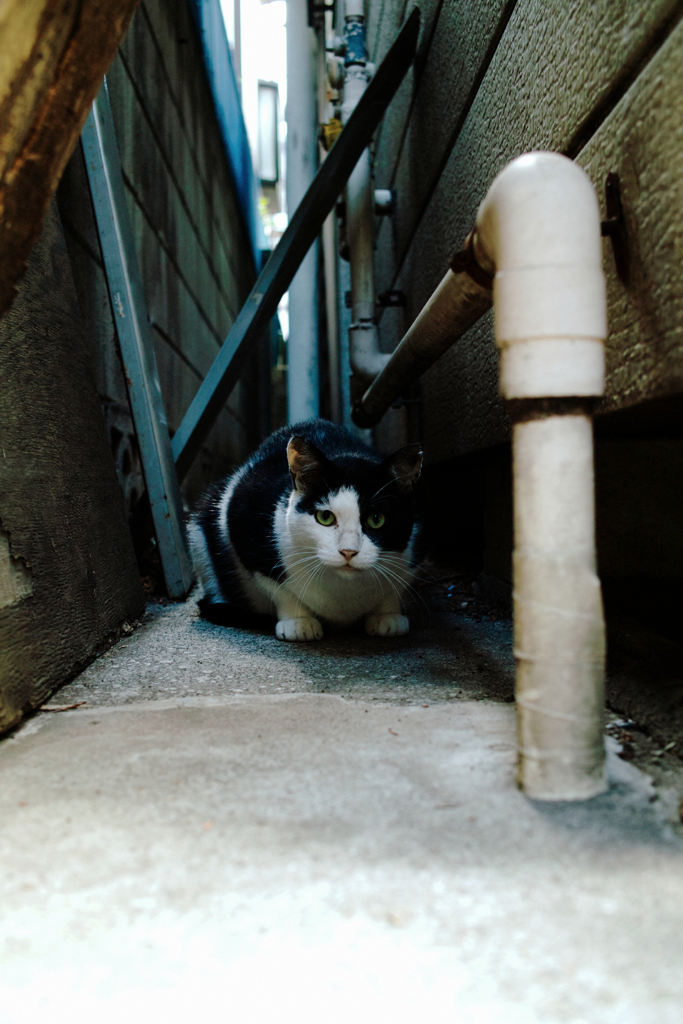 猫撮り散歩1441