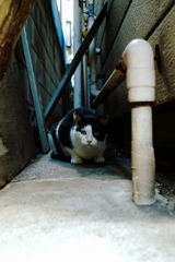 猫撮り散歩1441