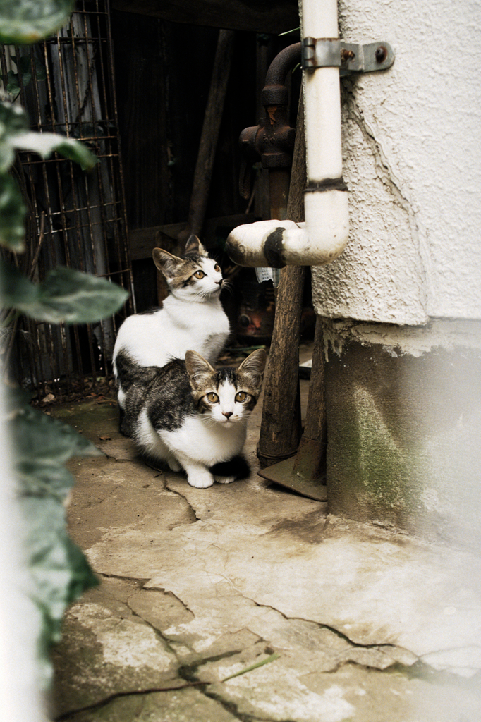 猫撮り散歩712