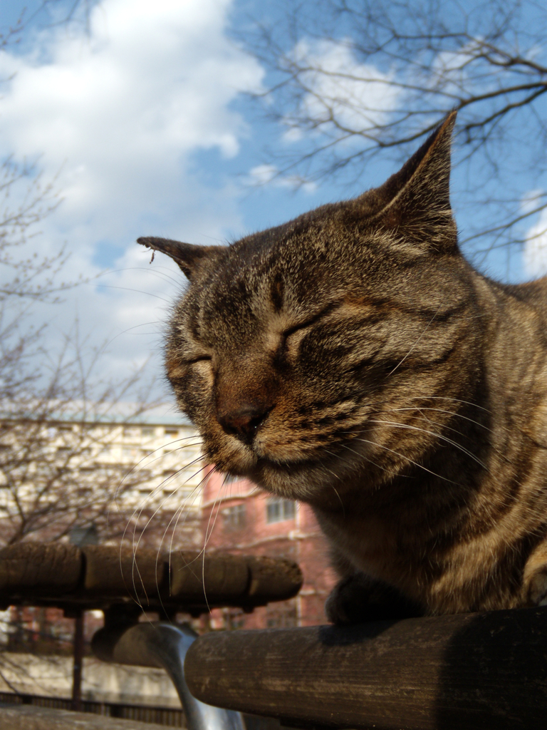 猫撮り散歩79