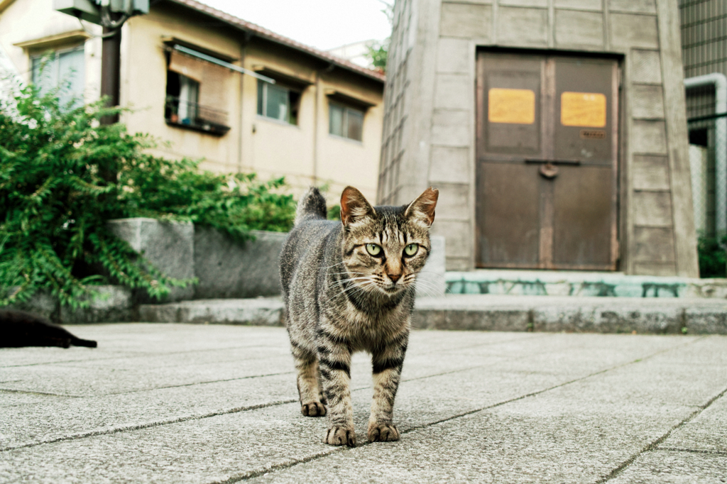 猫撮り散歩996