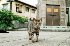 猫撮り散歩996