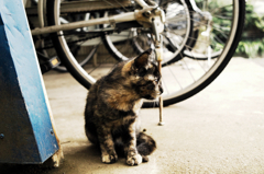 猫撮り散歩729