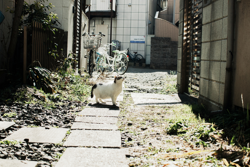 猫撮り散歩1784