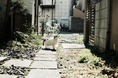 猫撮り散歩1784