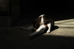 猫撮り散歩992