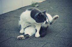 猫撮り散歩Z01