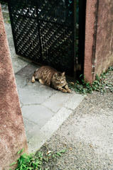 猫撮り散歩1056