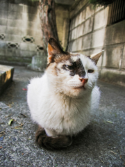 猫撮り散歩1601