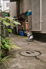 猫撮り散歩629