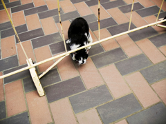 猫撮り散歩1570