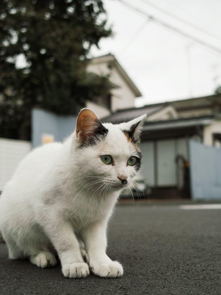 猫撮り散歩2229