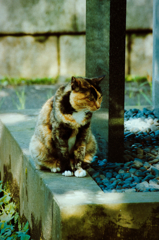 猫撮り散歩569
