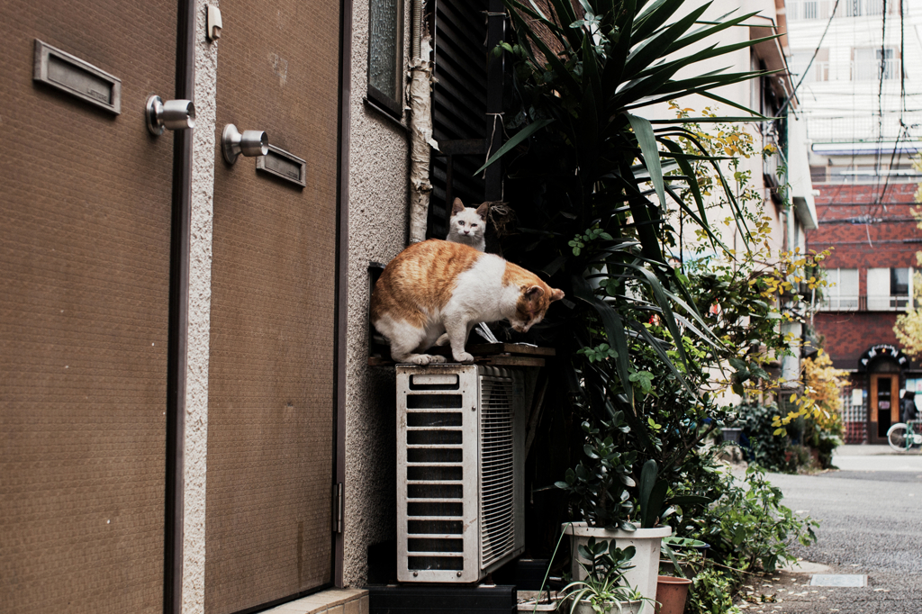 猫撮り散歩1017