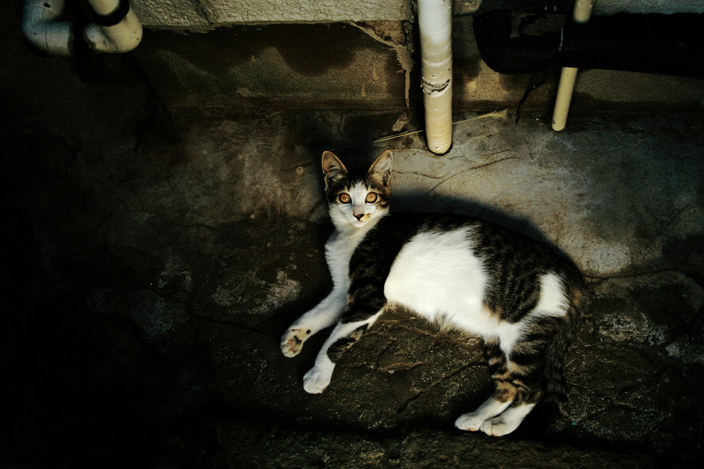 猫撮り散歩836
