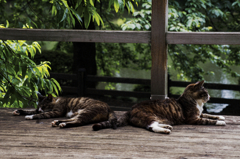 猫撮り散歩SZS-15 "Garden cats of One day"