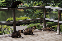 猫撮り散歩SZS-17 "Garden cats of One day"