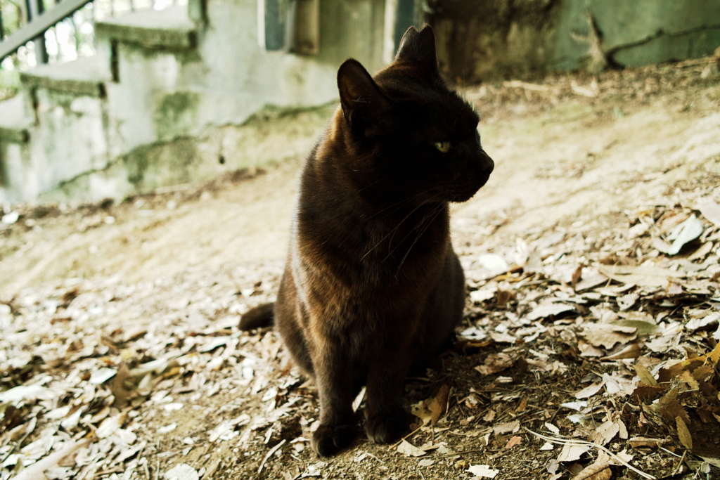 猫撮り散歩1345