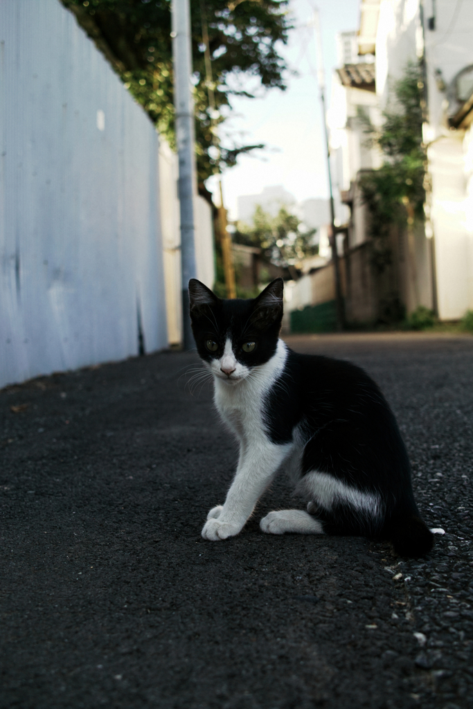 猫撮り散歩1171