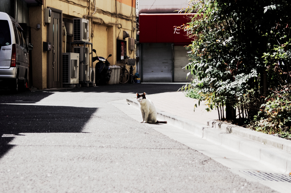 猫撮り散歩1075