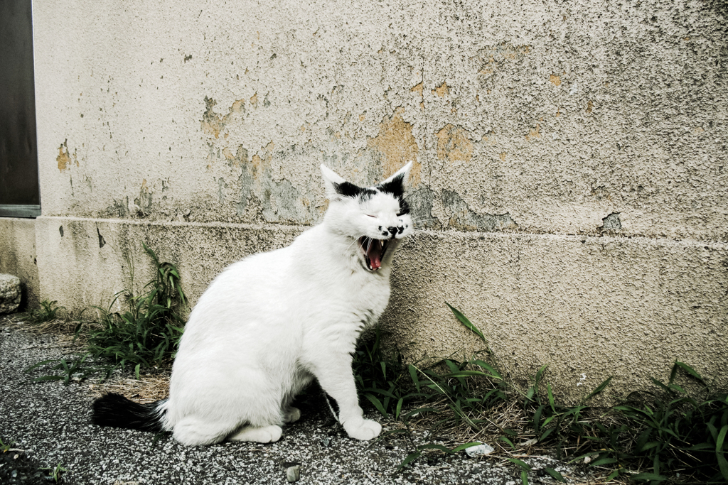 猫撮り散歩2062