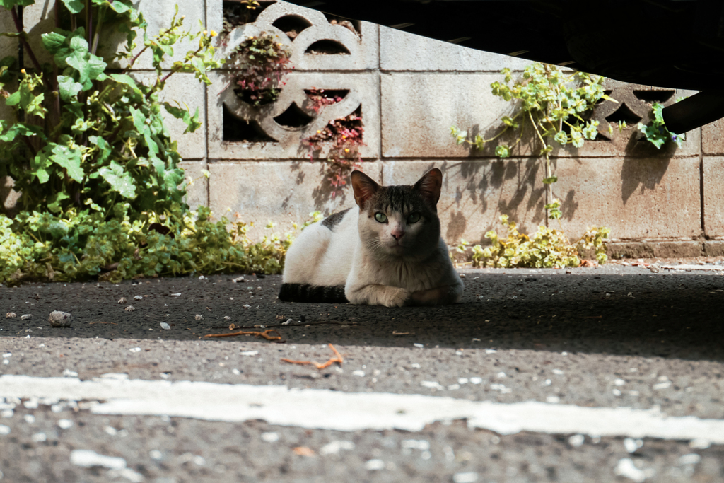 猫撮り散歩1592