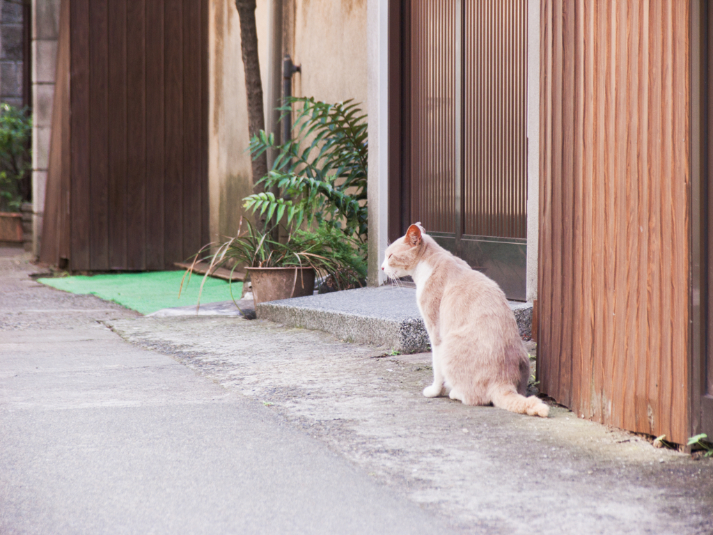 猫撮り散歩394