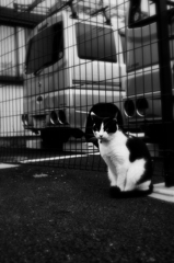 猫撮り散歩685
