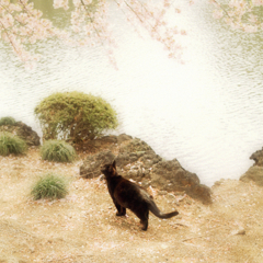 猫撮り散歩669